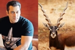 Salman Khan, Supreme Court, chinkara poaching case rajasthan government to approach sc over salman khan s acquittal, Bollywood