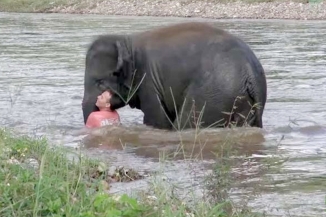 Video: Baby Elephant Runs To Save ‘Drowning’ Human Friend